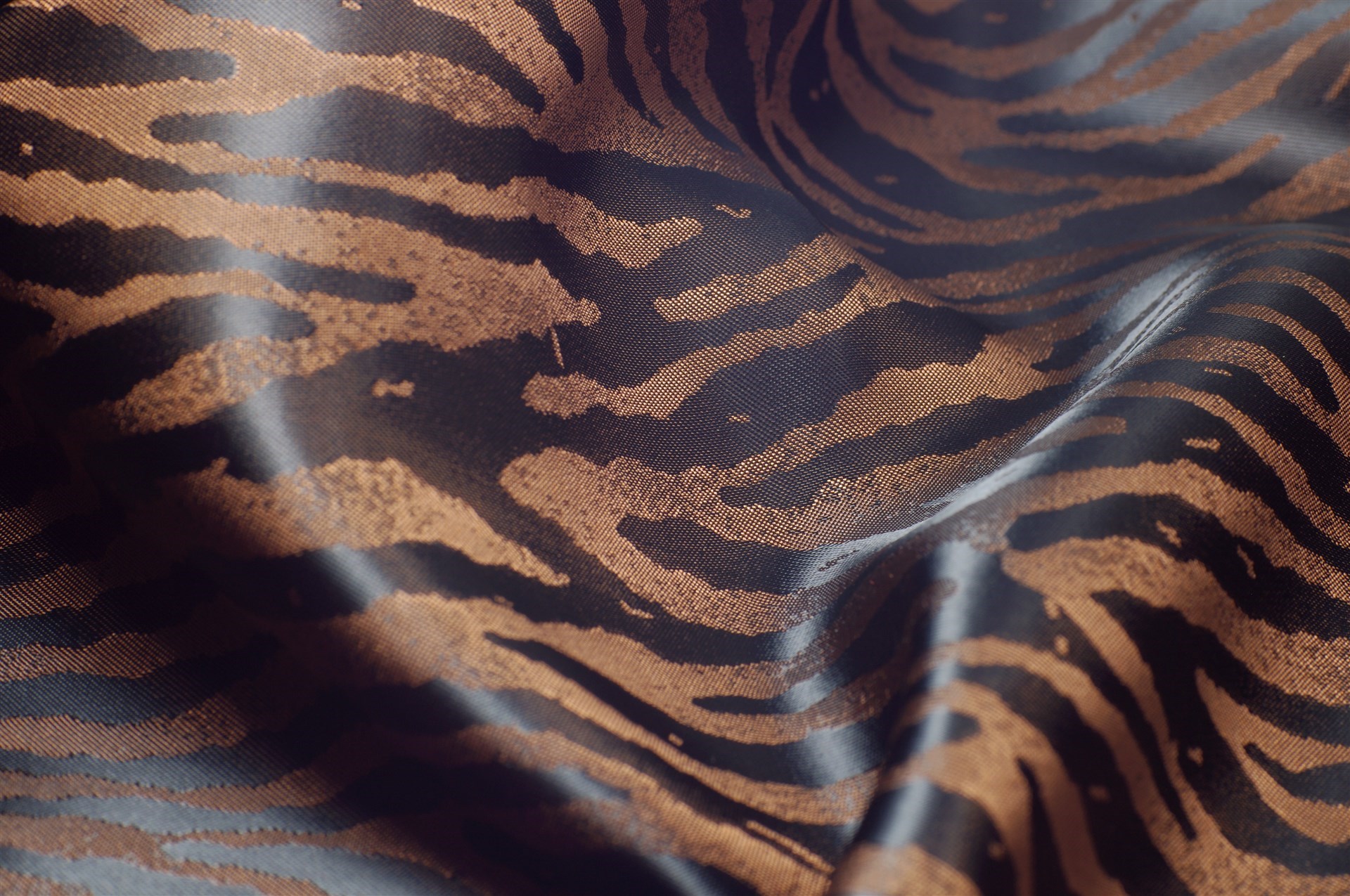 zebra.jpg